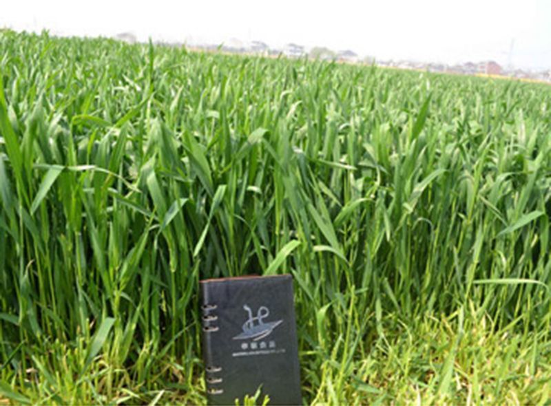 麦田基地