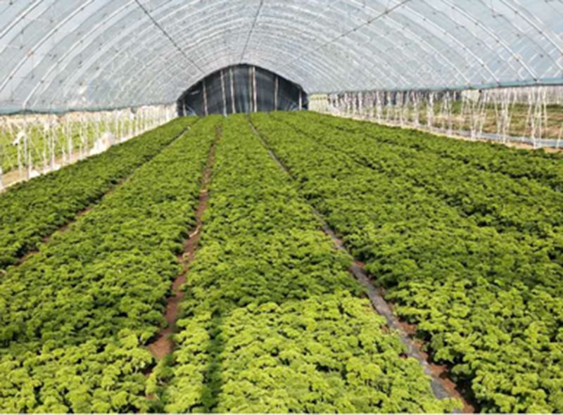 蔬菜种植基地
