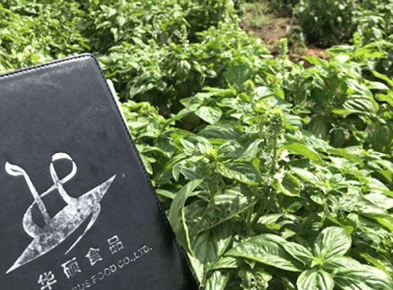 蔬菜种植基地