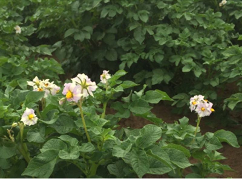 蔬菜种植基地