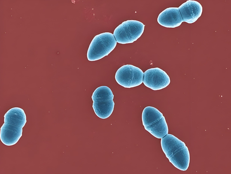 Enterococcus/ Pediococcus spp.
