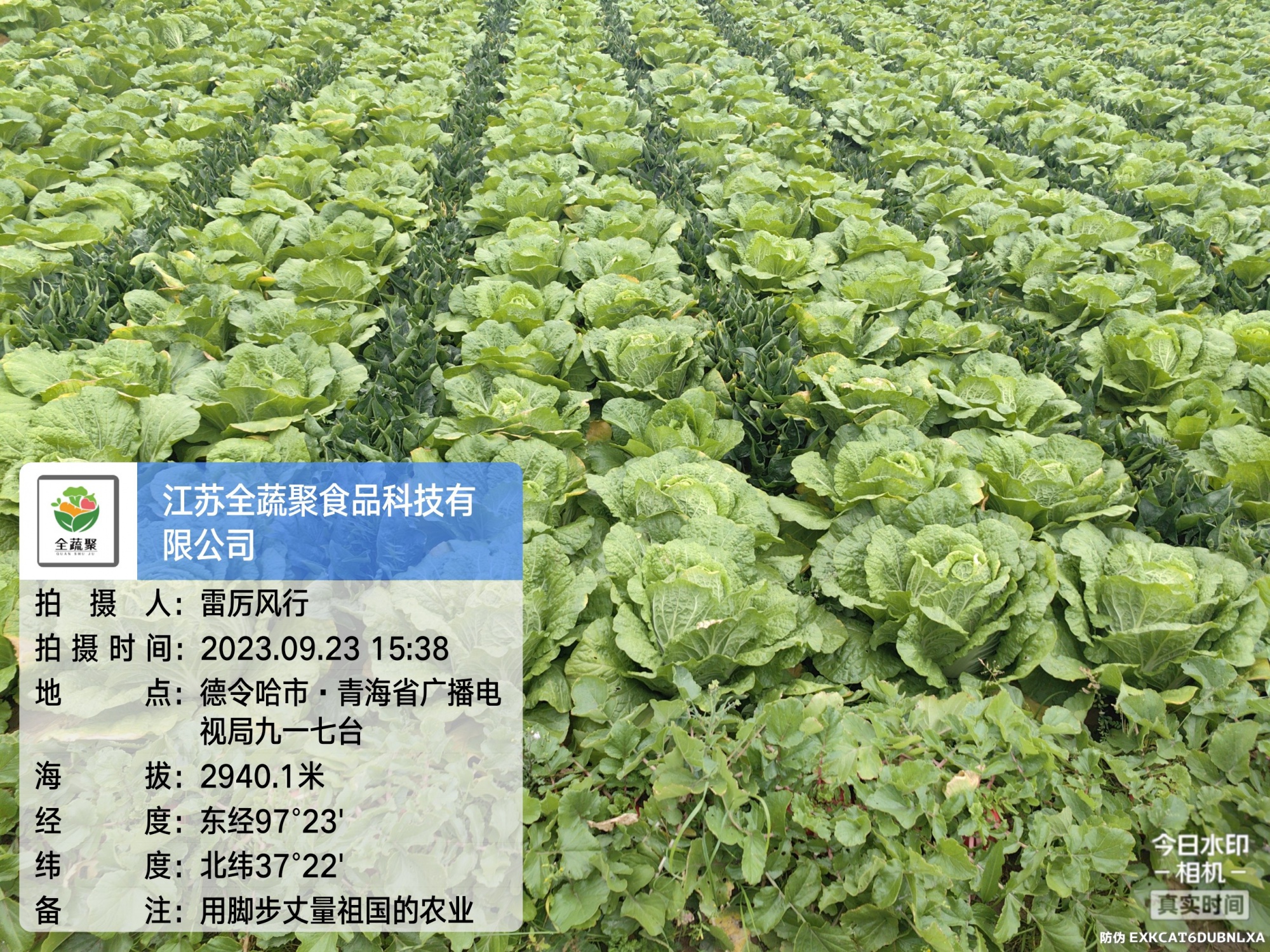 蔬菜种植基地