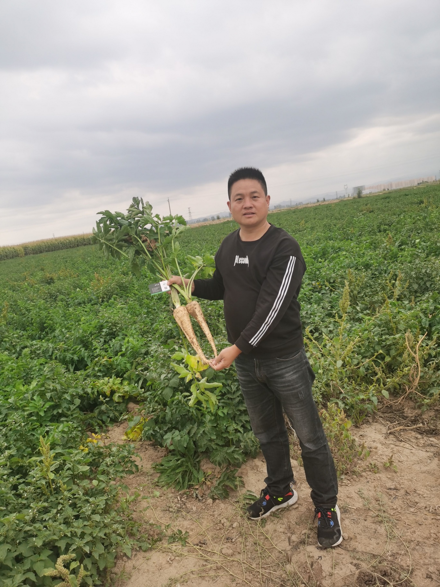 蔬菜种植基地
