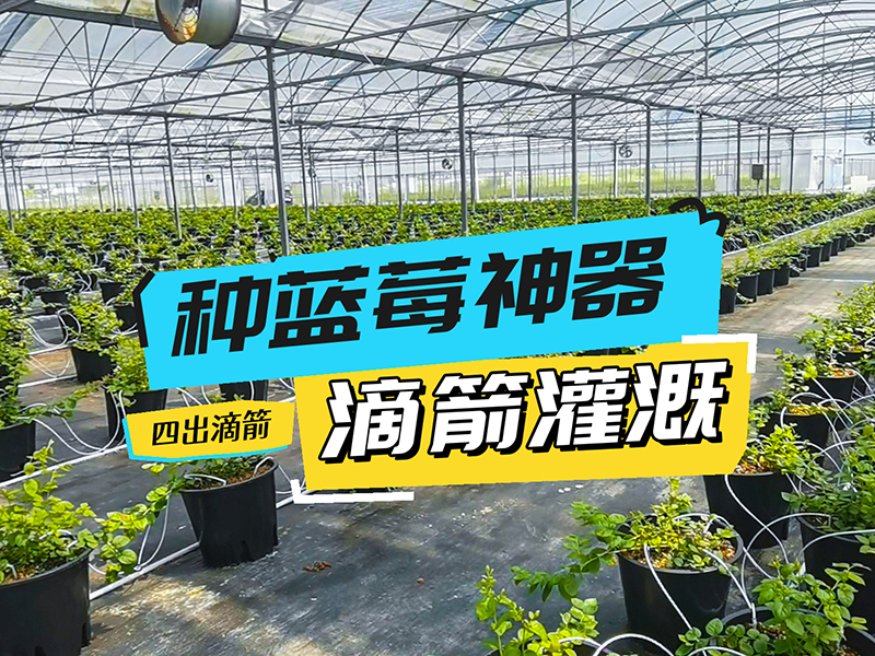 惊蛰至，大丰收灌溉滴箭带你解锁蓝莓高产的“新方案”