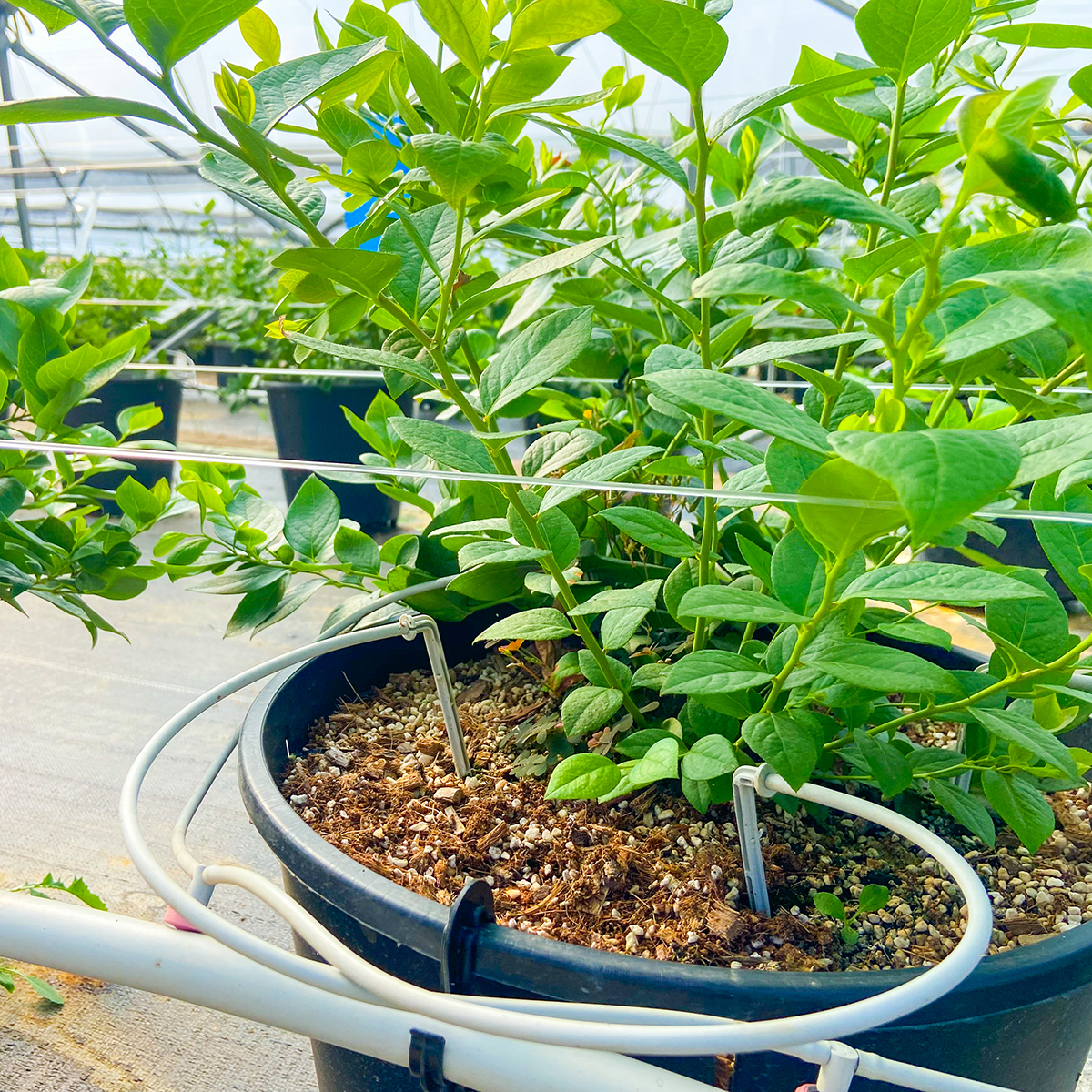 蓝莓种植滴箭灌溉