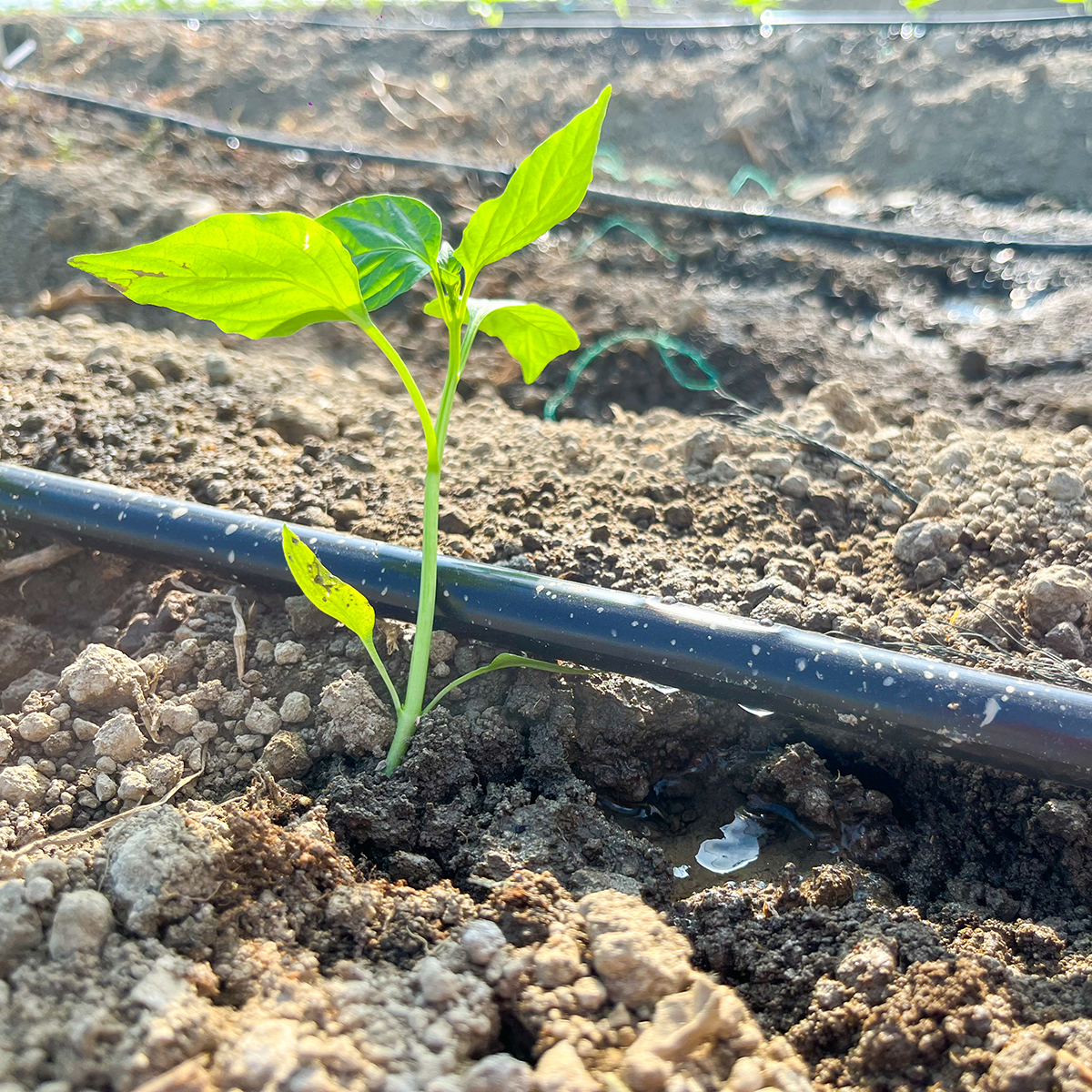 大棚种植滴灌系统