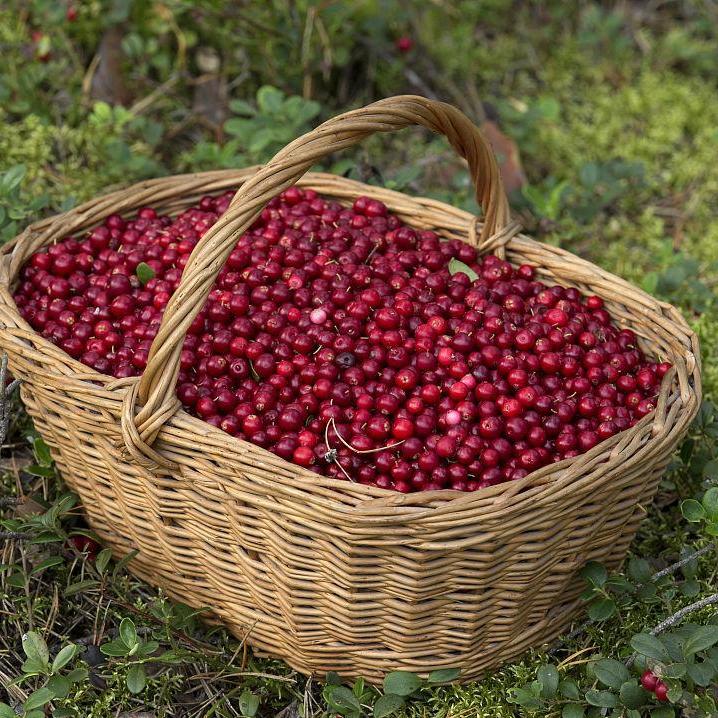 Brazil’s Record Crop Sends Coffee Futures to 6-Month Low as Global Oversupply Weighs on Market