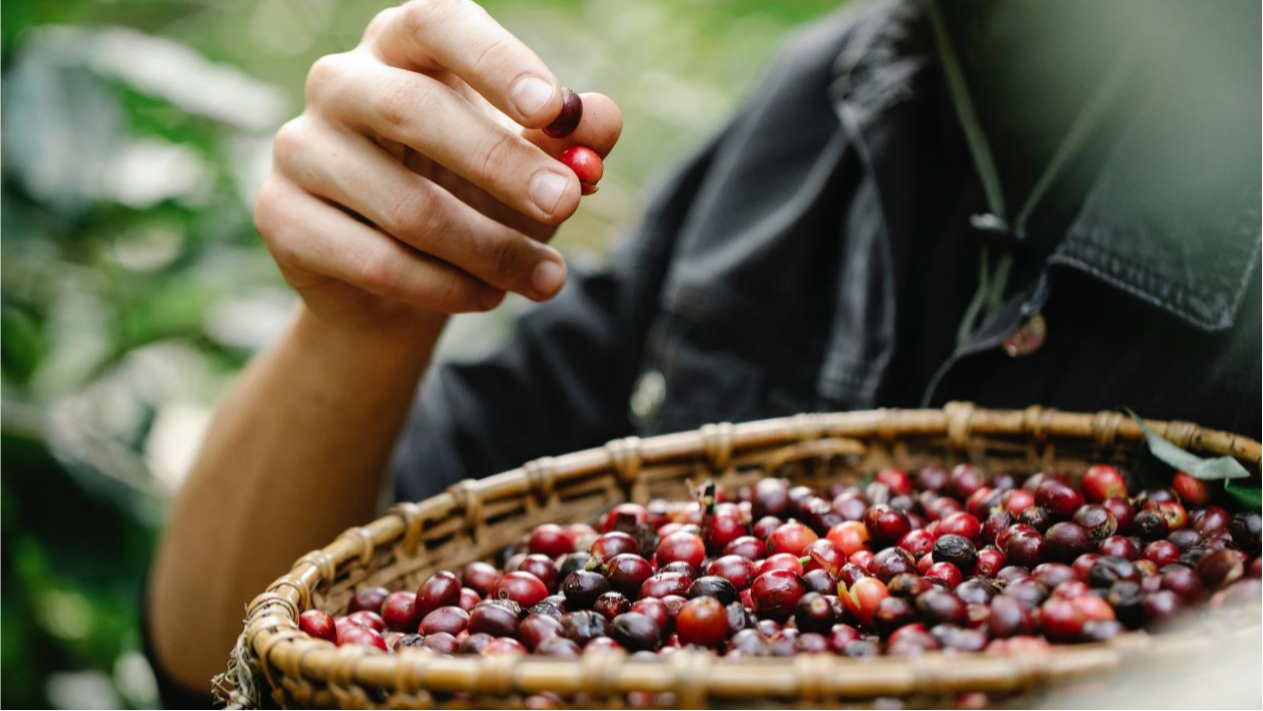 Exploring Our Coffee Bean Origin Factory: From Plantation to Roasting, the Quality Foundation of a Great Cup of Coffee