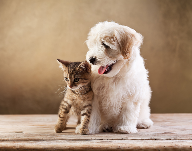 Pet