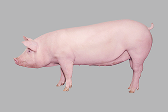 Growing-Finishing Swine Premix