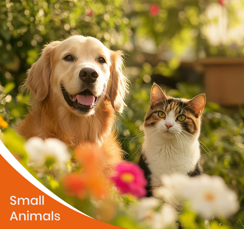 Small Animals