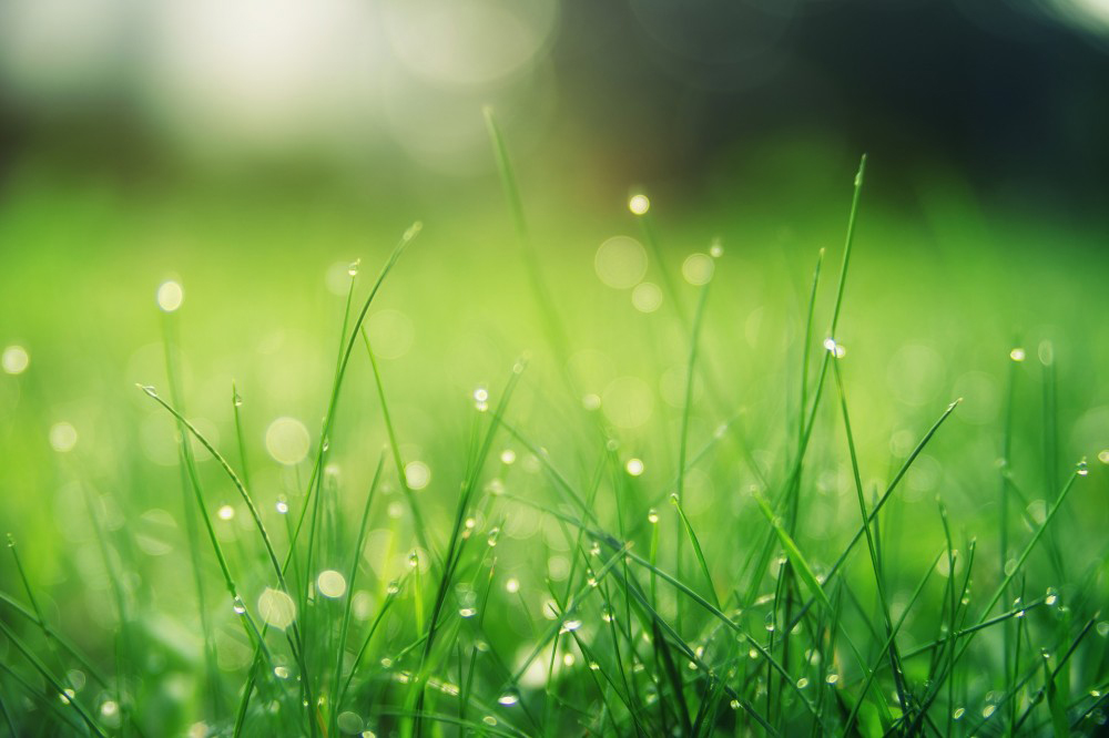 Greenery Empowers: Making the City Both Beautiful and Connotative