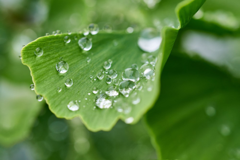 Boost the City with Greenery and Pave a Happy Road for Ecological Development
