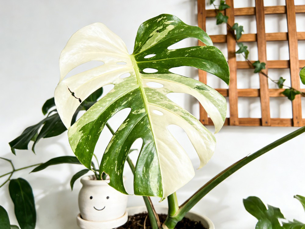 Green Plants Reflect Original Aspirations, Ecology Benefits People's Livelihood