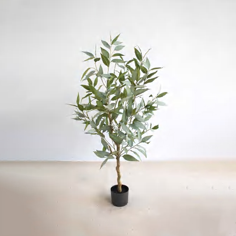 Eucalyptus