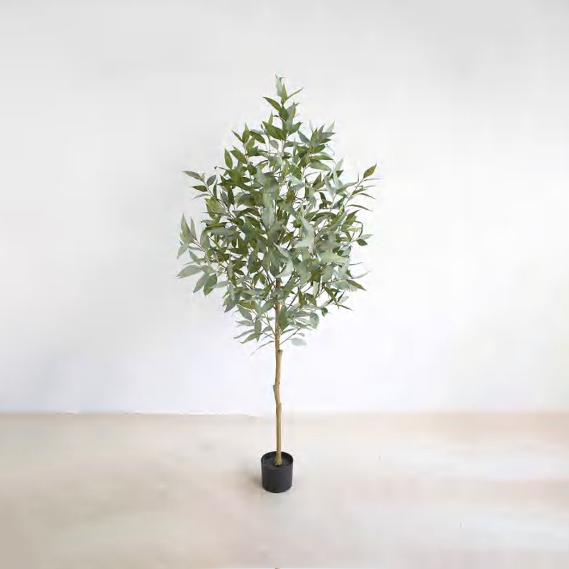 Eucalyptus