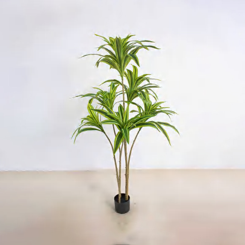 Dracaena fragrans 'Massangeana' B