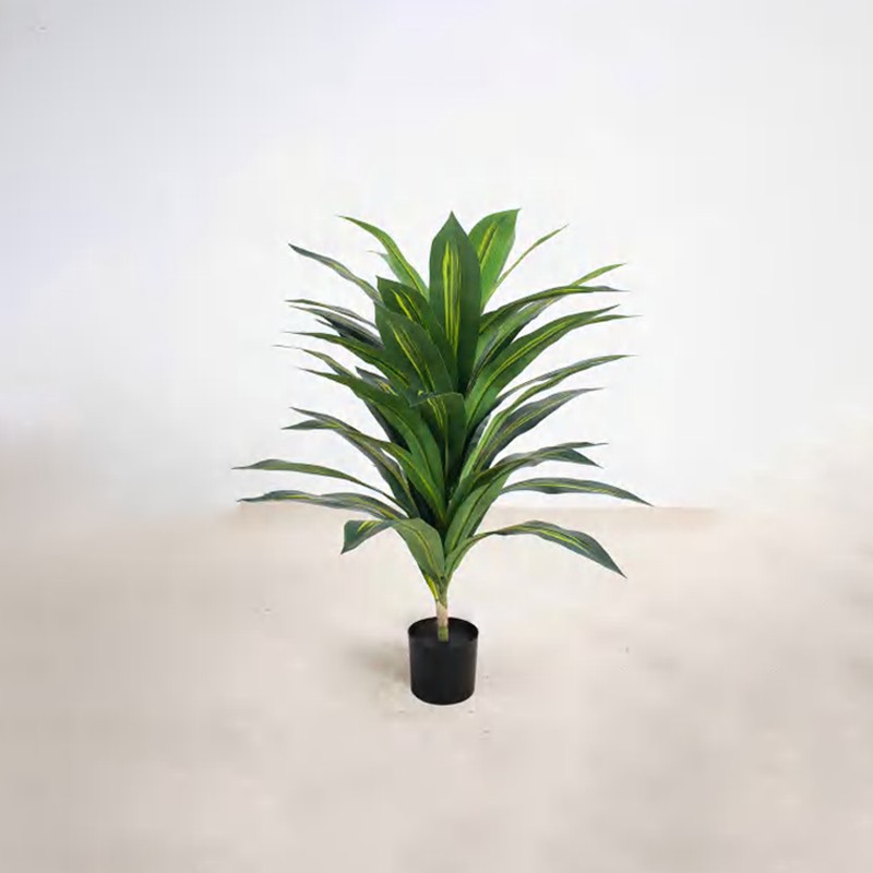 Dracaena fragrans A