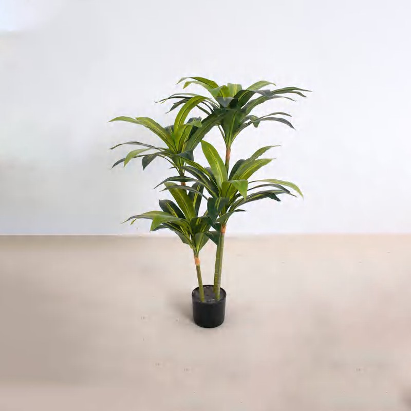 Dracaena fragrans A