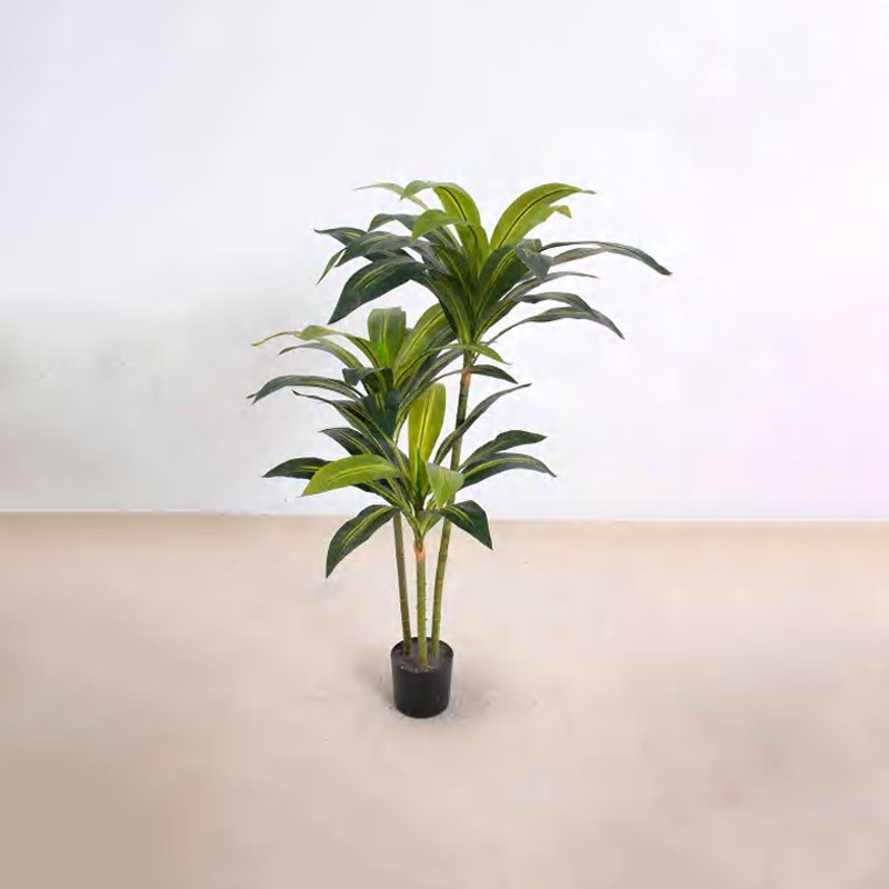 Dracaena fragrans A