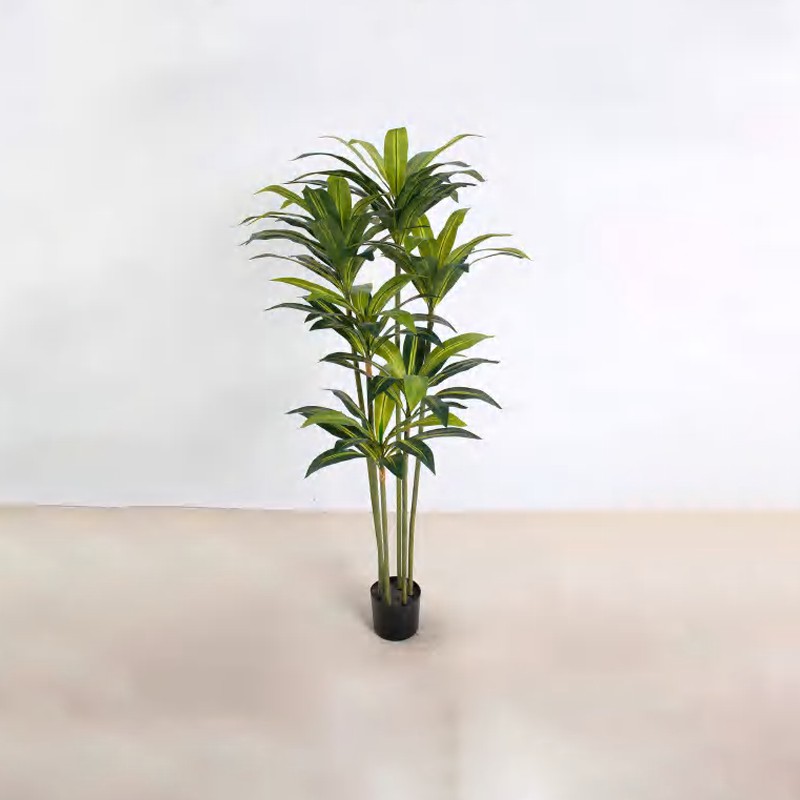 Dracaena fragrans A