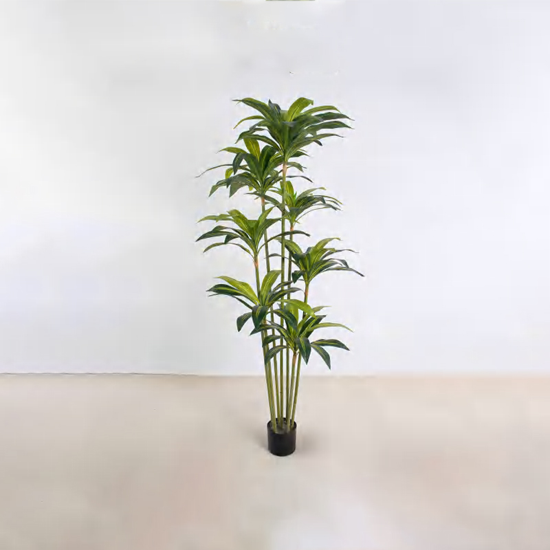 Dracaena fragrans A