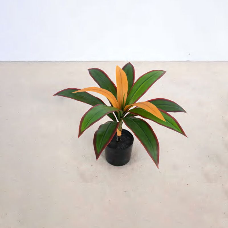 Dracaena fragrans C