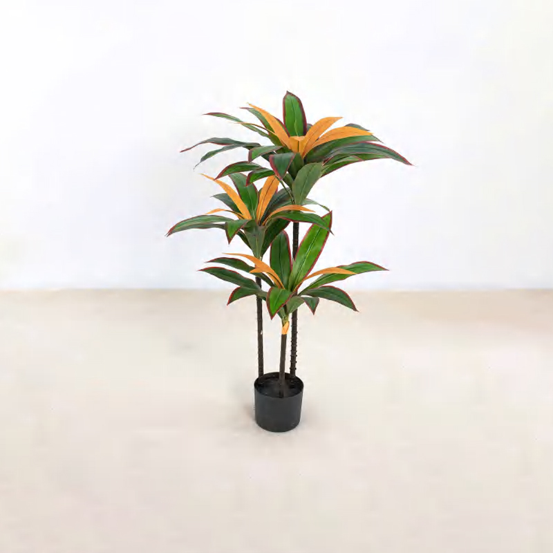 Dracaena fragrans C