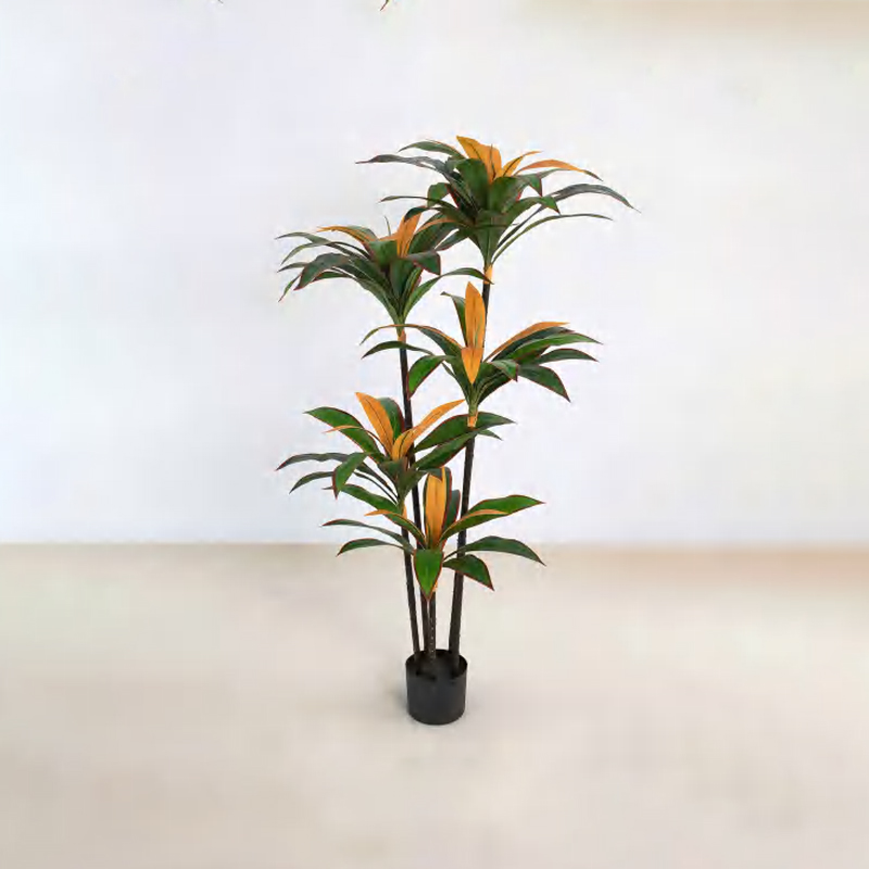 Dracaena fragrans C