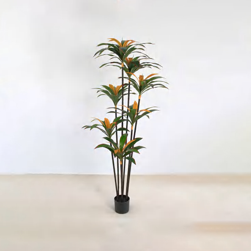 Dracaena fragrans C