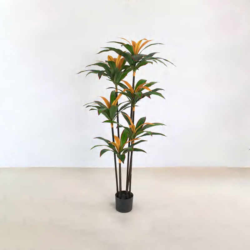 Dracaena fragrans C
