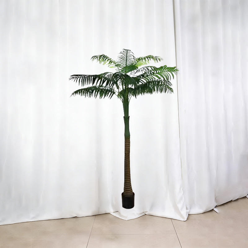 Betel Nut Palm