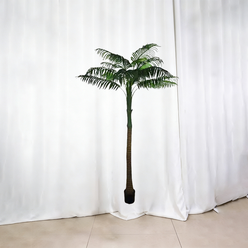 Betel Nut Palm