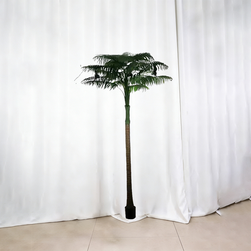 Betel Nut Palm