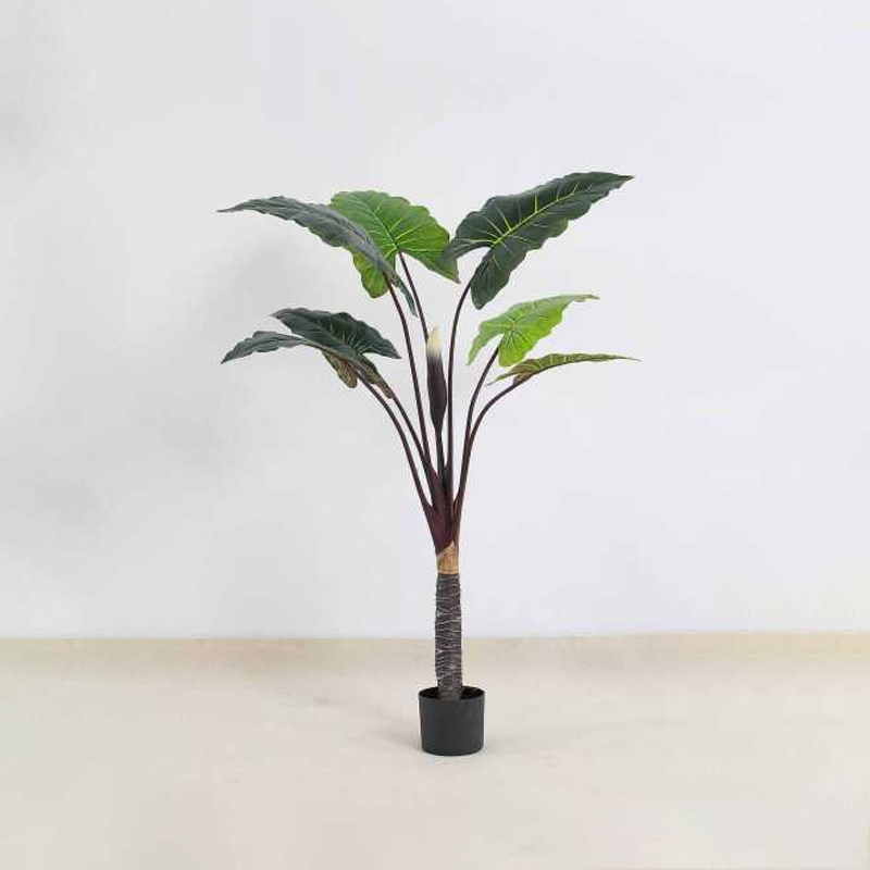 Calathea 'Rainbow' A