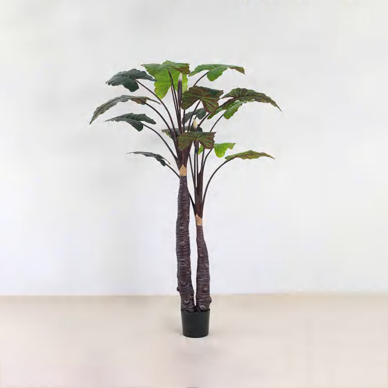Calathea 'Rainbow' A