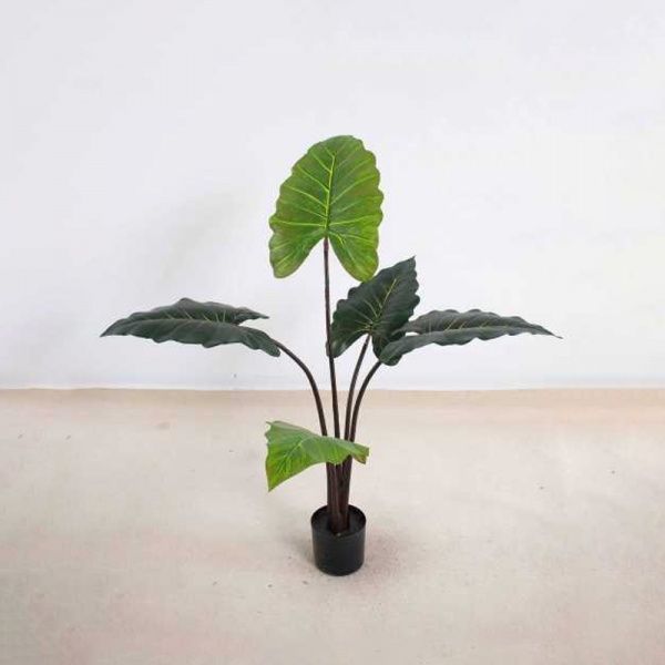 Calathea 