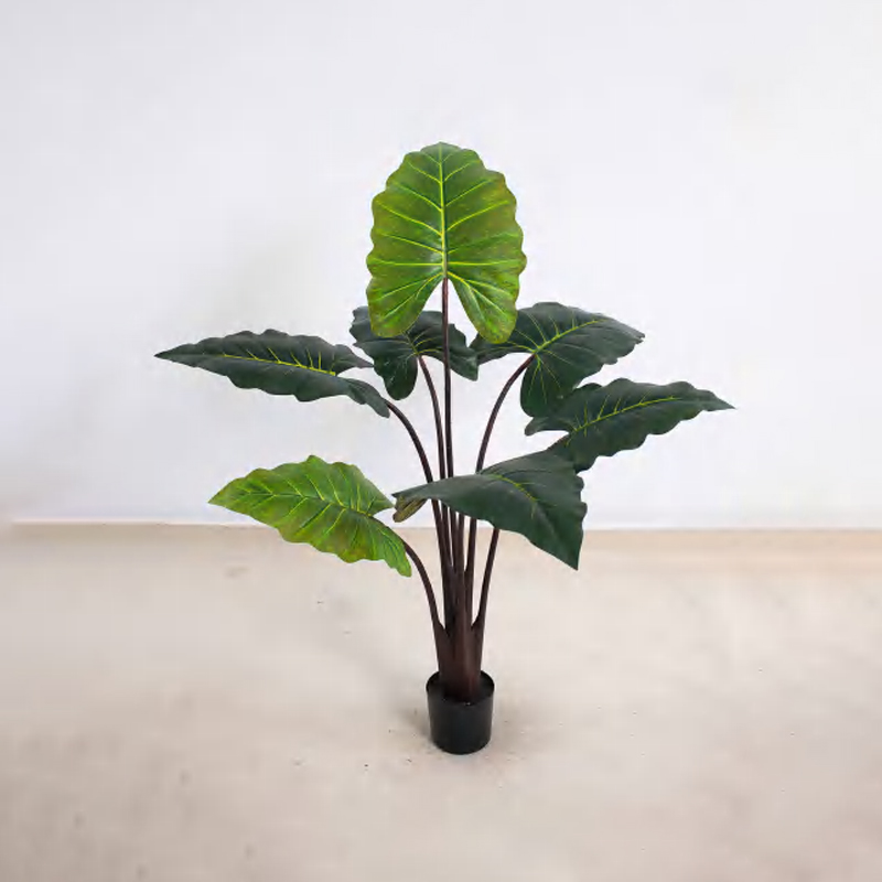 Calathea 'Rainbow' B