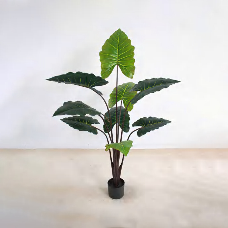 Calathea 'Rainbow' B