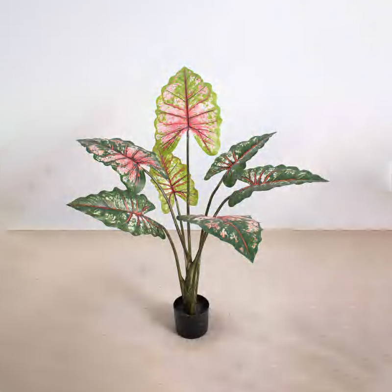 Calathea 'Rainbow' C