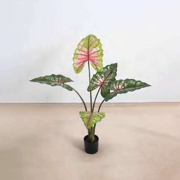 Calathea 