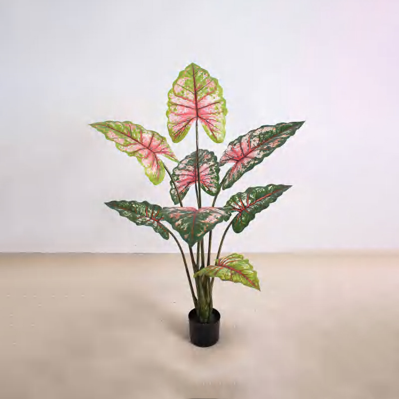 Calathea 'Rainbow' C
