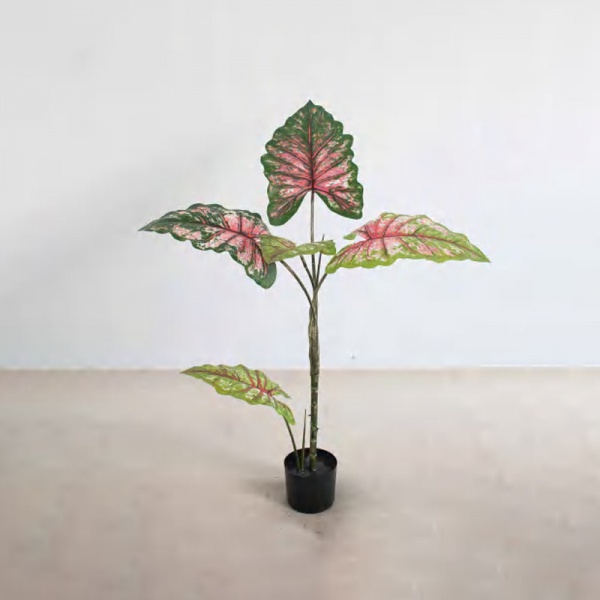Calathea 'Rainbow' D