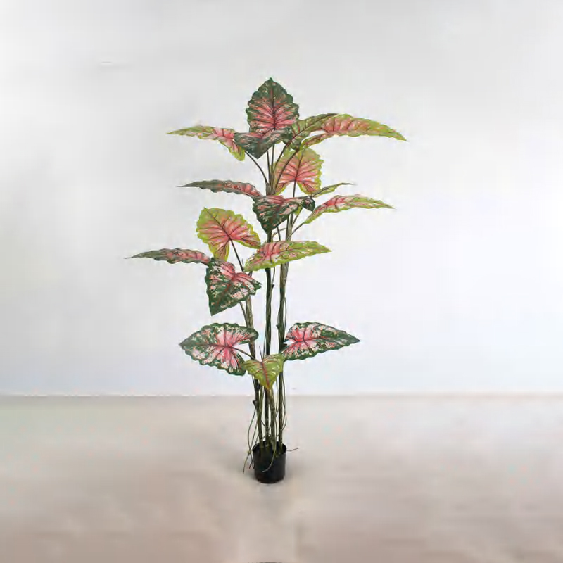Calathea 'Rainbow' D