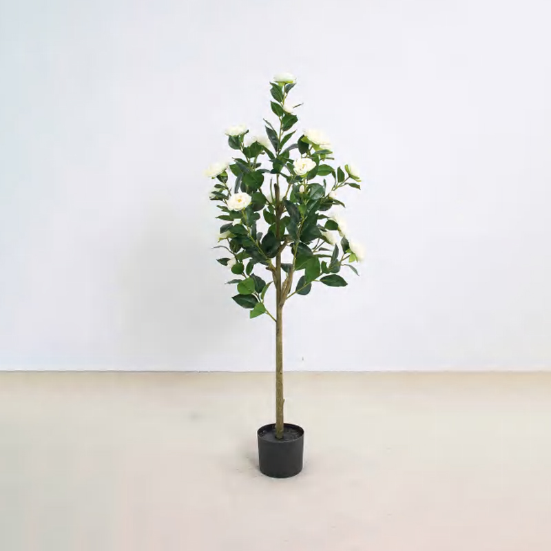 Camellia A