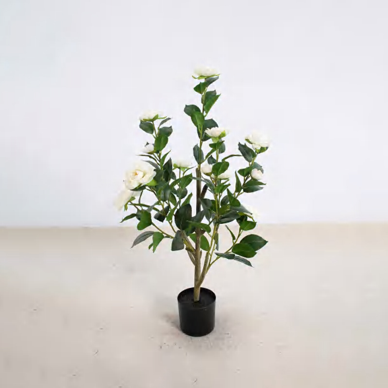 Camellia A