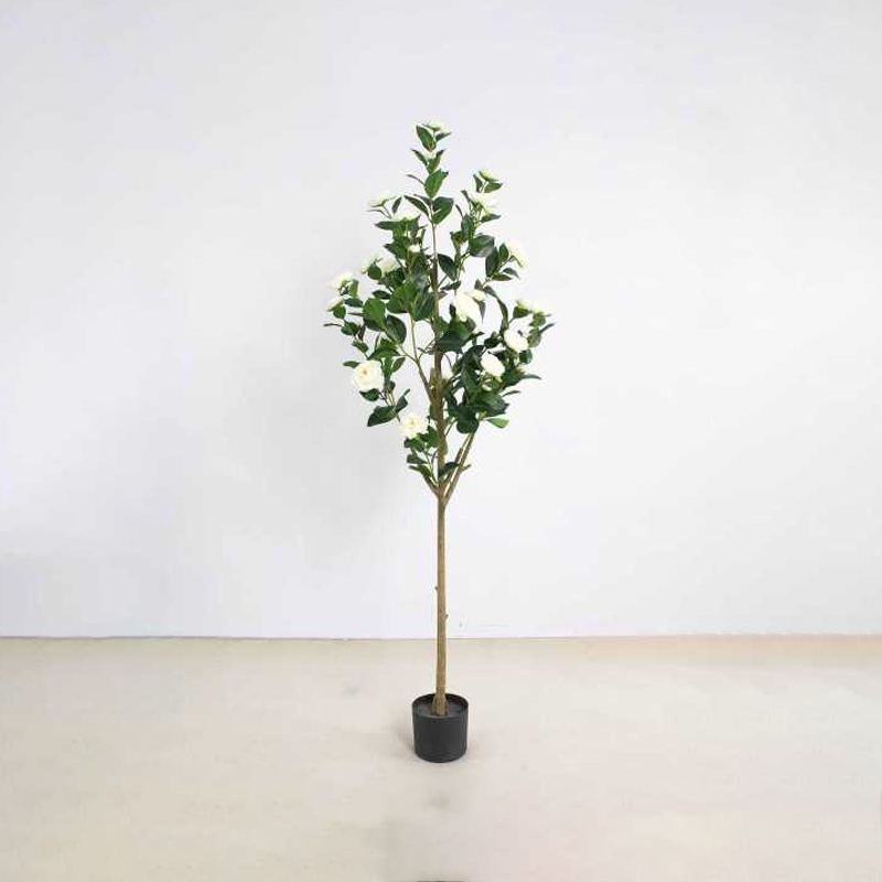 Camellia A