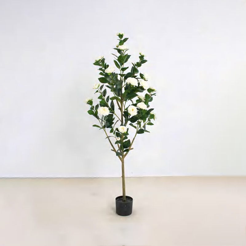 Camellia A