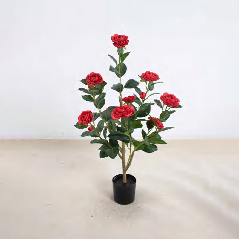 Camellia B