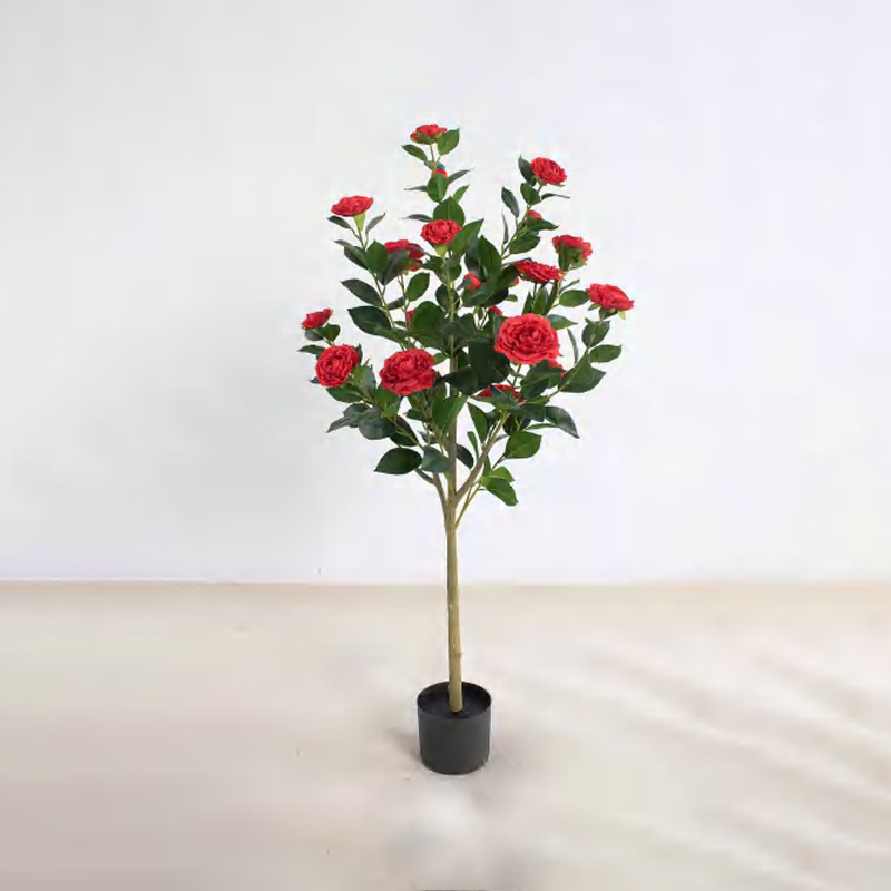 Camellia B